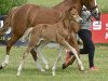 Dressurpferd Terbofens Quick (Deutsches Reitpony, 2013, von Quaterback's Junior)