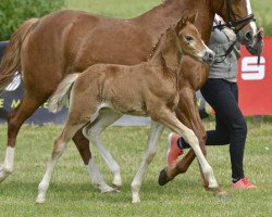 dressage horse Terbofens Quick (German Riding Pony, 2013, from Quaterback's Junior)