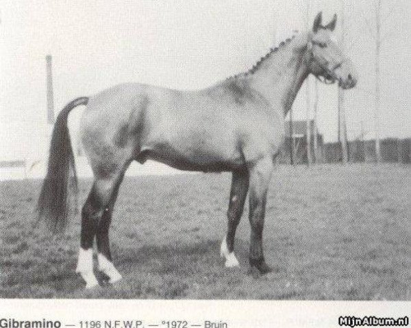 stallion Gibramino (Selle Français, 1972, from Ibrahim AN)