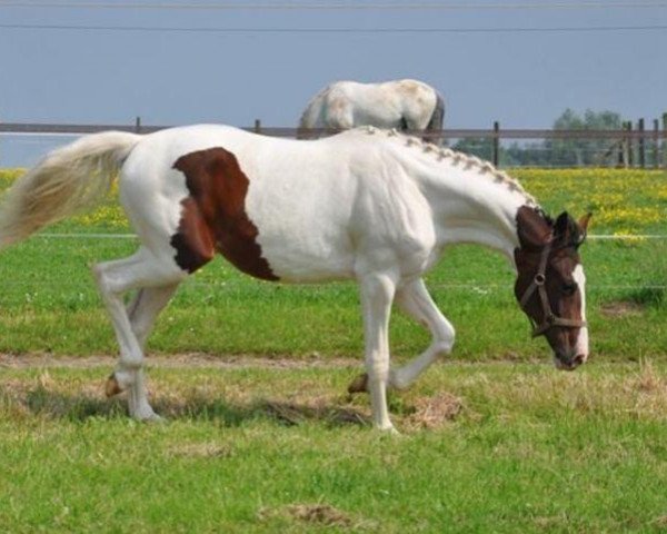 horse C'est Gamine van de Sneppe Z (Zangersheide riding horse, 2012, from Ceasar Ter Linden)