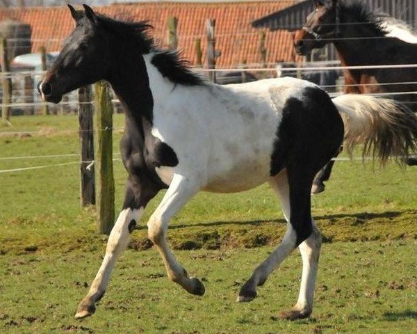 horse Frederico (Belgium Sporthorse, 2011, from Ceasar Ter Linden)