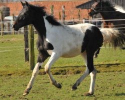 Pferd Frederico (Belgium Sporthorse, 2011, von Ceasar Ter Linden)