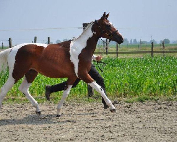 Pferd Go Diva des Lilas (Belgium Sporthorse, 2012, von Ceasar Ter Linden)