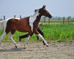 horse Go Diva des Lilas (Belgium Sporthorse, 2012, from Ceasar Ter Linden)