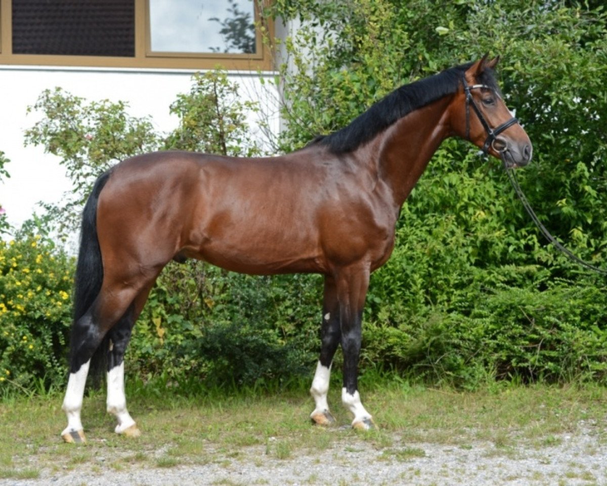 dressage horse Doodle Jump Deluxe (Bavarian, 2009, from Diamond Hit)