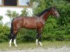 dressage horse Doodle Jump Deluxe (Bavarian, 2009, from Diamond Hit)