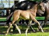 dressage horse Fidergraf (Hanoverian, 2013, from Fidertanz)