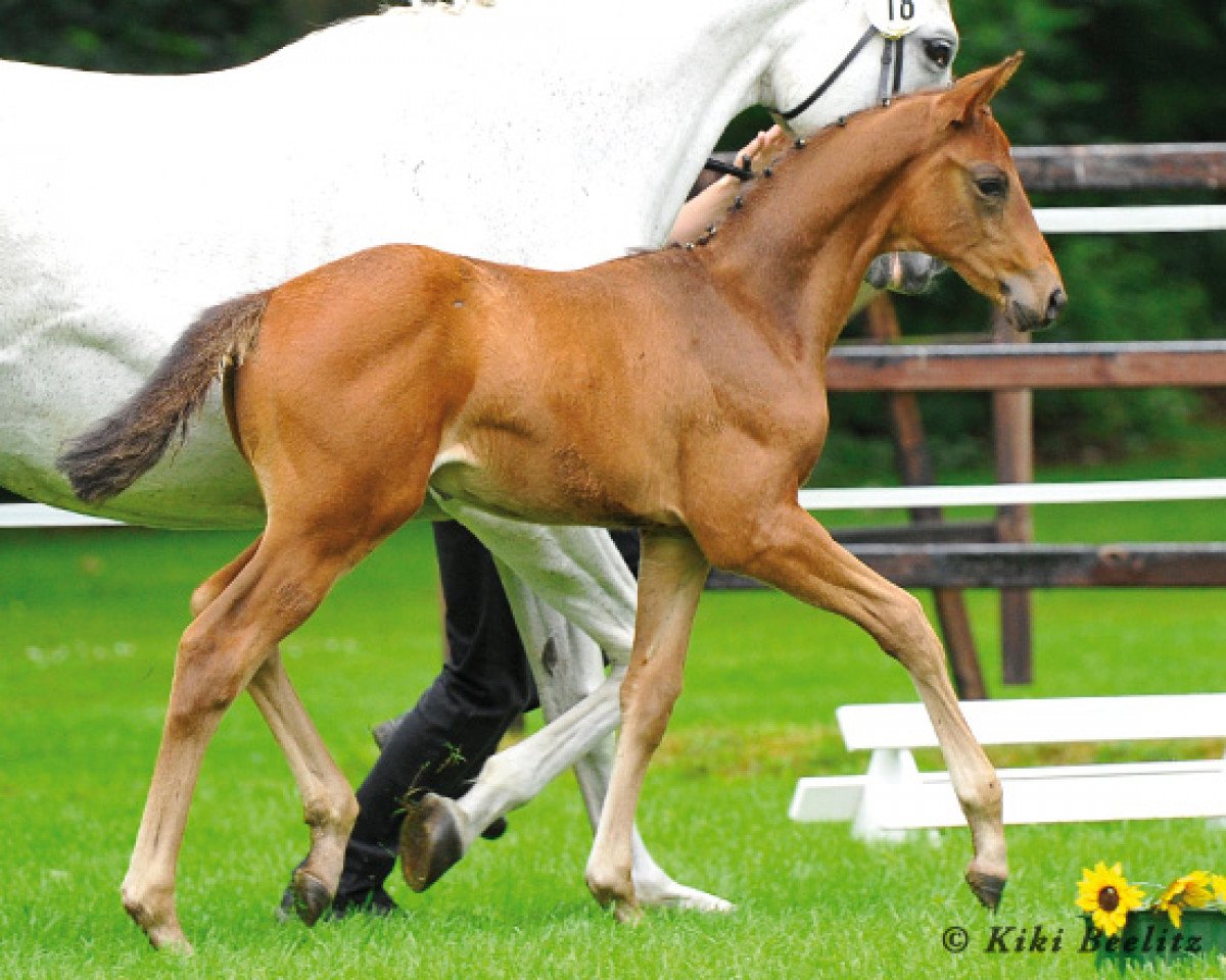 dressage horse Donaukönig 3 (Trakehner, 2013, from Herbstkönig 2)
