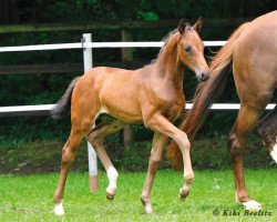 dressage horse Faithful (Oldenburg, 2013, from Fidertanz)