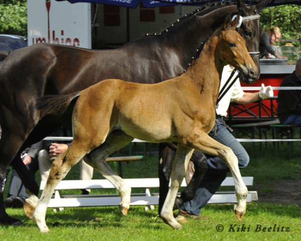 dressage horse Duke Dumont (Hanoverian, 2013, from Danone 4)