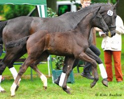 dressage horse Final Edition (Oldenburg, 2013, from Feuerspiel)