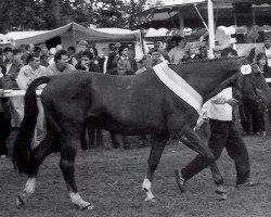 broodmare Sissi (Hanoverian, 1967, from Sermon)