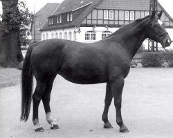 broodmare Grundlage (Hanoverian, 1981, from Graphit)