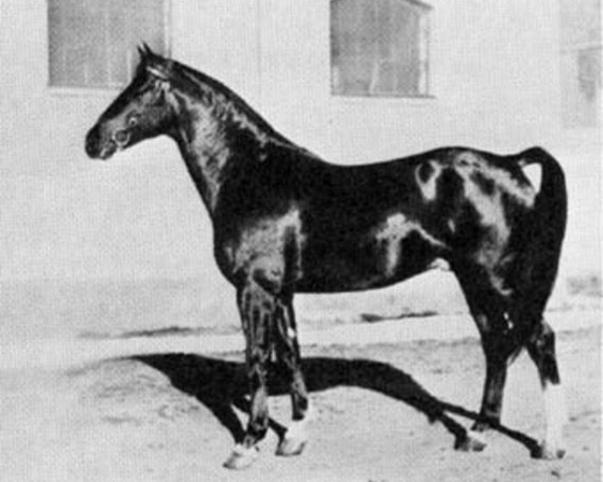 stallion Novarro (Swedish Warmblood, 1935, from Index)