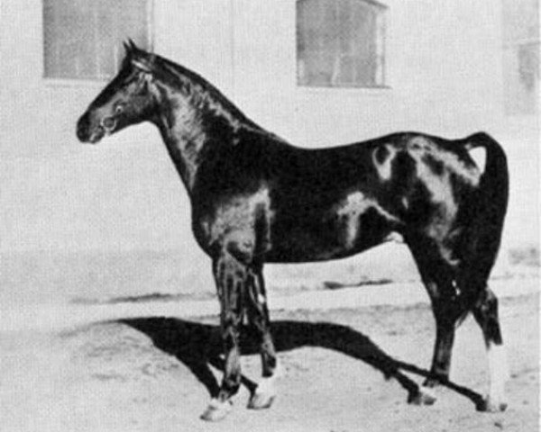 stallion Novarro (Swedish Warmblood, 1935, from Index)