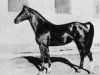 stallion Novarro (Swedish Warmblood, 1935, from Index)