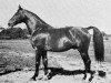 stallion Varolio (Swedish Warmblood, 1942, from Novarro)