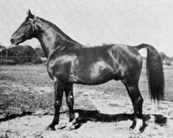 Deckhengst Varolio (Schwedisches Warmblut, 1942, von Novarro)