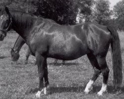 Zuchtstute Klarinette (Schwedisches Warmblut, 1957, von Varolio)