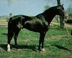 stallion Unesco (Swedish Warmblood, 1962, from Pompe)