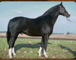 stallion Ganesco (Swedish Warmblood, 1971, from Unesco)