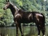 stallion Bellini (Swedish Warmblood, 1987, from Ganesco)