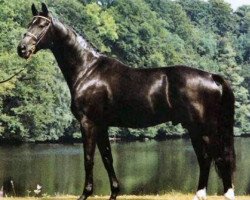 Deckhengst Bellini (Schwedisches Warmblut, 1987, von Ganesco)