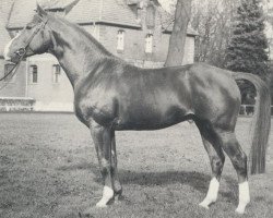 stallion Partisan (Hanoverian, 1965, from Poet xx)