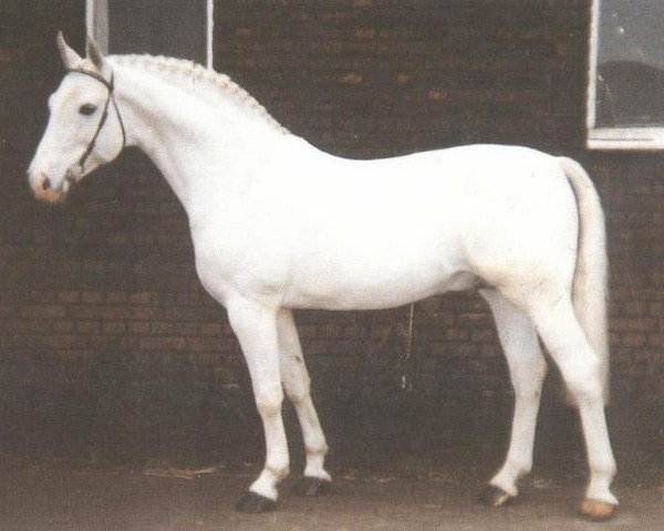 stallion Gracchus (Hanoverian, 1976, from Graphit)
