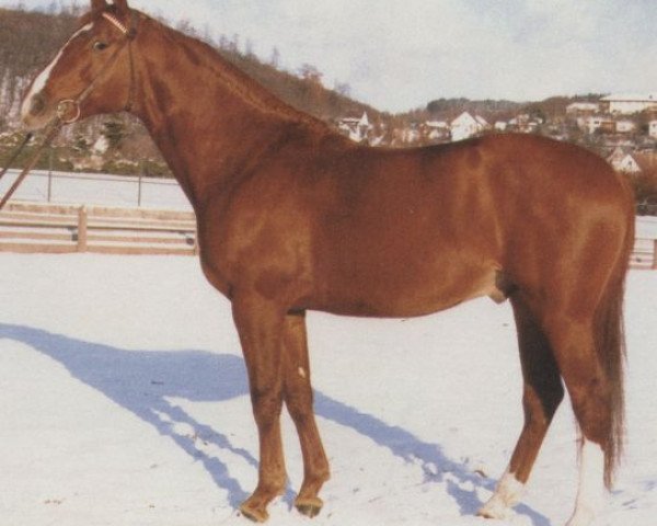 horse Advokat (Hessian Warmblood, 1975, from Adonis xx)