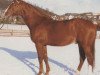 stallion Advokat (Hessian Warmblood, 1975, from Adonis xx)