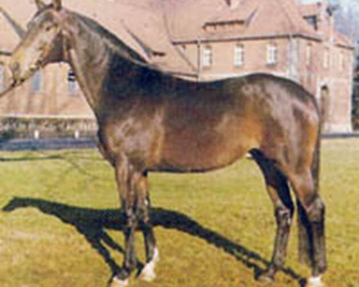 stallion Maikater I (Hanoverian, 1969, from Maigraf xx)