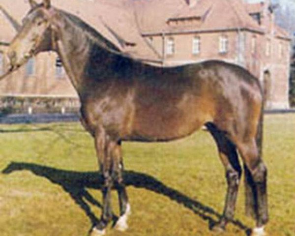 stallion Maikater I (Hanoverian, 1969, from Maigraf xx)