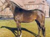 stallion Maikater I (Hanoverian, 1969, from Maigraf xx)