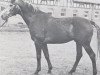 stallion Marconi (Holsteiner, 1964, from Manometer xx)