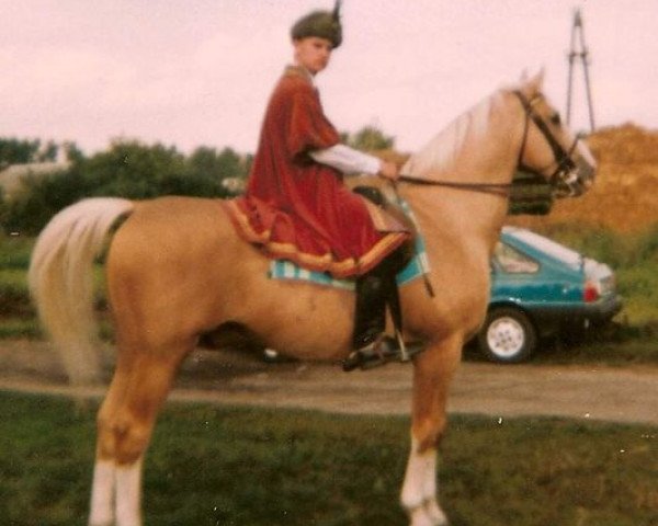 horse Madryt (Great Poland (wielkopolska), 1983, from Oracz)