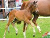 dressage horse Depeche Mode (Hanoverian, 2013, from De Niro)