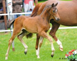 dressage horse Depeche Mode (Hanoverian, 2013, from De Niro)