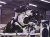 jumper Picasso 658 (Polish Warmblood, 1999)