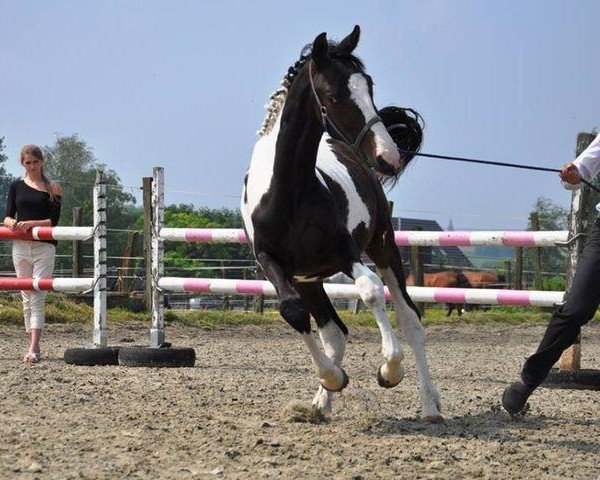 horse Harvey W (Belgium Sporthorse, 2012, from Ceasar Ter Linden)