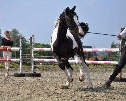 Pferd Harvey W (Belgium Sporthorse, 2012, von Ceasar Ter Linden)