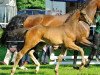 dressage horse Davy Jones 20 (Hanoverian, 2013, from Danone 4)