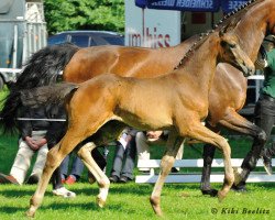 dressage horse Davy Jones 20 (Hanoverian, 2013, from Danone 4)