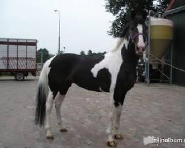 stallion Pedro (KWPN (Royal Dutch Sporthorse), 1997, from Samber)