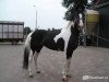 stallion Pedro (KWPN (Royal Dutch Sporthorse), 1997, from Samber)