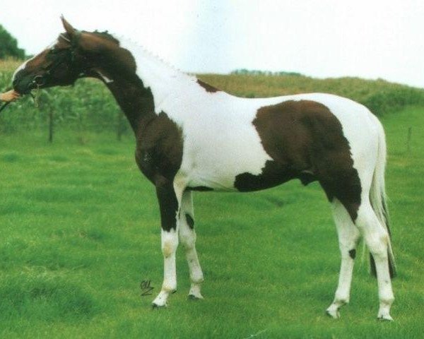 stallion Mecenas (Great Poland (wielkopolska), 1989, from Madryt)