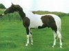 stallion Mecenas (Great Poland (wielkopolska), 1989, from Madryt)