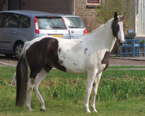 broodmare Cleopatra (KWPN (Royal Dutch Sporthorse), 2006, from Pedro)