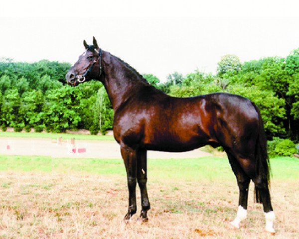 stallion Ratero (Oldenburg, 1991, from Randazzo I)