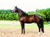 stallion Ratero (Oldenburg, 1991, from Randazzo I)